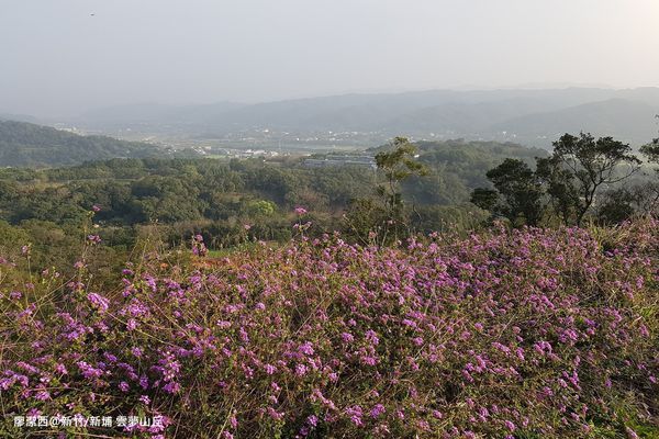 【新竹/新埔】雲夢山丘