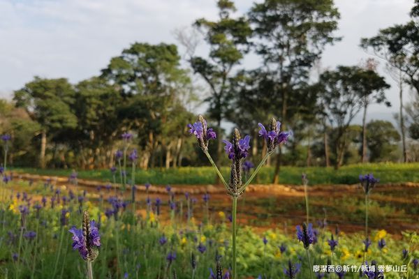 【新竹/新埔】雲夢山丘