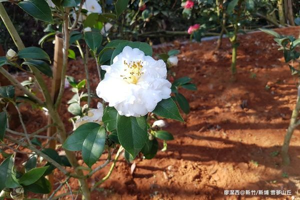 【新竹/新埔】雲夢山丘