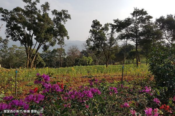 【新竹/新埔】雲夢山丘