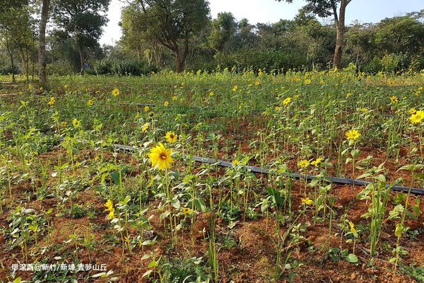 【新竹/新埔】雲夢山丘