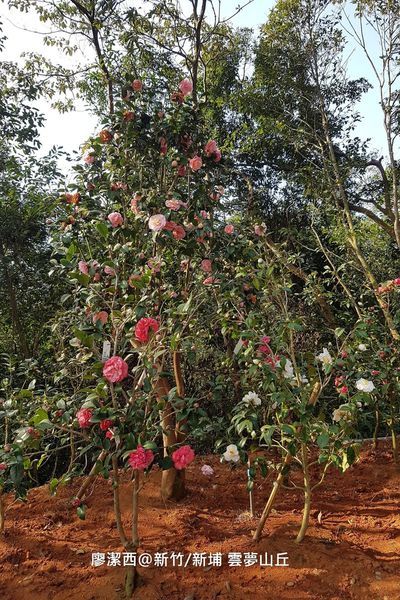 【新竹/新埔】雲夢山丘