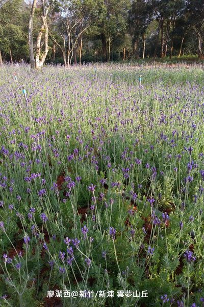 【新竹/新埔】雲夢山丘