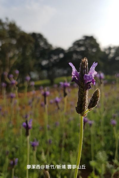【新竹/新埔】雲夢山丘
