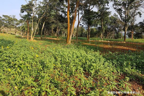 【新竹/新埔】雲夢山丘