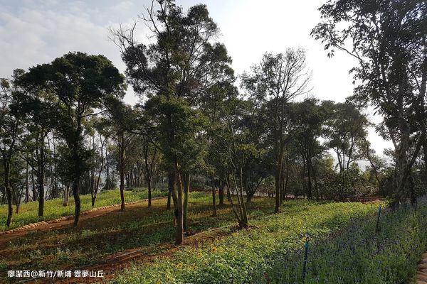 【新竹/新埔】雲夢山丘