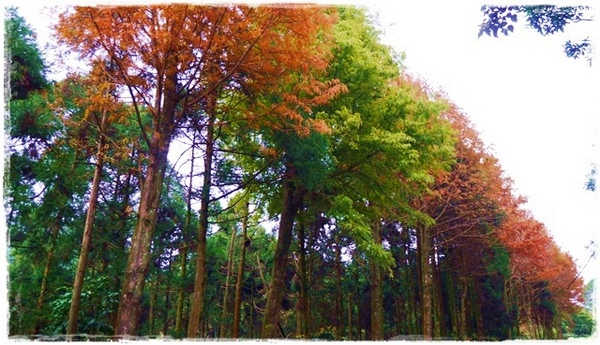 石碇落羽松:【新北◍•ᴗ•◍石碇】塗潭道路✯私房景點・石碇落羽松|坐落於秘境邊的落羽松大道 石碇落羽松:【新北◍•ᴗ•◍石碇】塗潭道路✯私房景點・石碇落羽松|坐落於秘境邊的落羽松大道