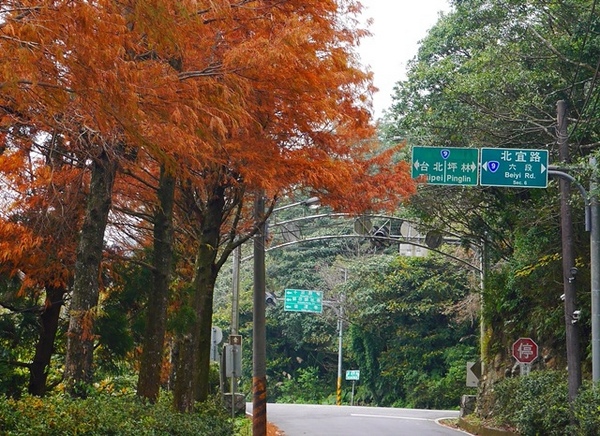 石碇落羽松:【新北◍•ᴗ•◍石碇】塗潭道路✯私房景點・石碇落羽松|坐落於秘境邊的落羽松大道 石碇落羽松:【新北◍•ᴗ•◍石碇】塗潭道路✯私房景點・石碇落羽松|坐落於秘境邊的落羽松大道