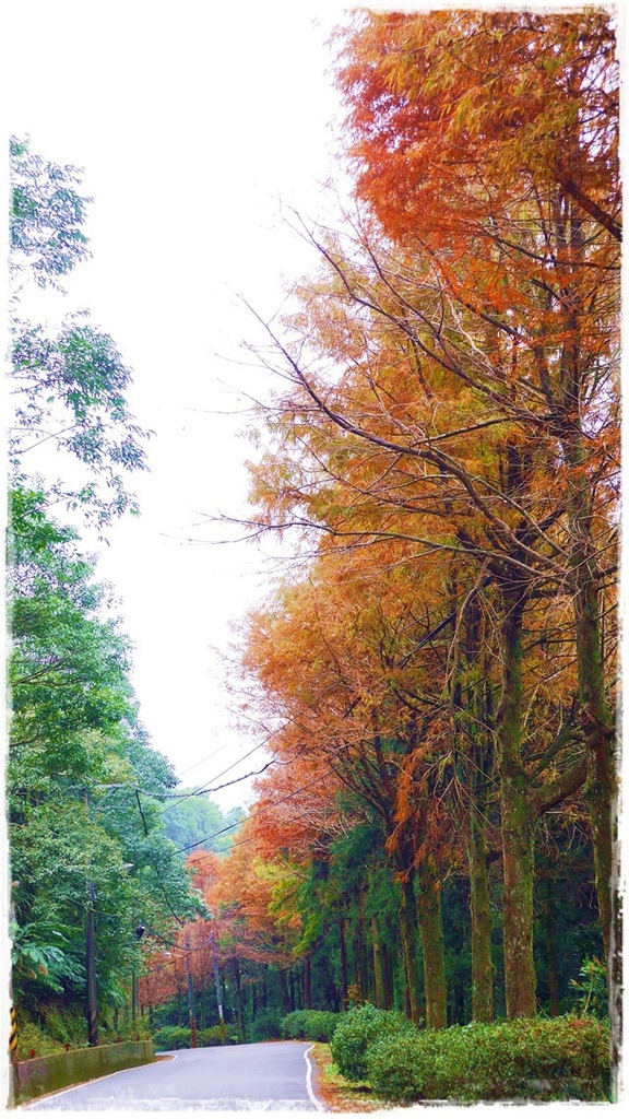 石碇落羽松:【新北◍•ᴗ•◍石碇】塗潭道路✯私房景點・石碇落羽松|坐落於秘境邊的落羽松大道 石碇落羽松:【新北◍•ᴗ•◍石碇】塗潭道路✯私房景點・石碇落羽松|坐落於秘境邊的落羽松大道