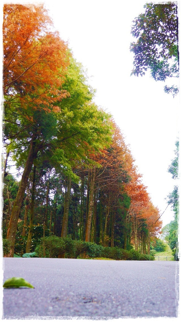 石碇落羽松:【新北◍•ᴗ•◍石碇】塗潭道路✯私房景點・石碇落羽松|坐落於秘境邊的落羽松大道 石碇落羽松:【新北◍•ᴗ•◍石碇】塗潭道路✯私房景點・石碇落羽松|坐落於秘境邊的落羽松大道
