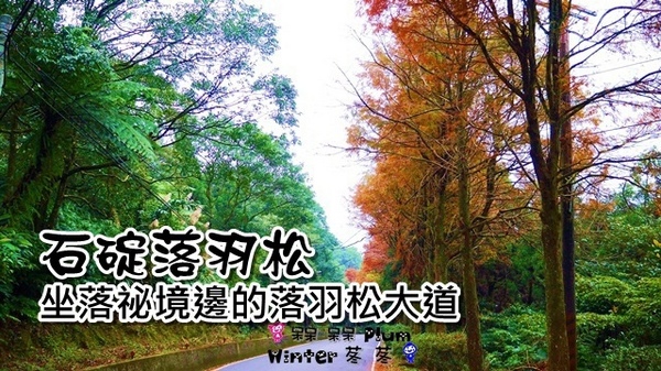 石碇落羽松:【新北◍•ᴗ•◍石碇】塗潭道路✯私房景點・石碇落羽松|坐落於秘境邊的落羽松大道 石碇落羽松:【新北◍•ᴗ•◍石碇】塗潭道路✯私房景點・石碇落羽松|坐落於秘境邊的落羽松大道