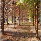 石碇落羽松:【新北◍•ᴗ•◍石碇】塗潭道路✯私房景點・石碇落羽松|坐落於秘境邊的落羽松大道 石碇落羽松:【新北◍•ᴗ•◍石碇】塗潭道路✯私房景點・石碇落羽松|坐落於秘境邊的落羽松大道