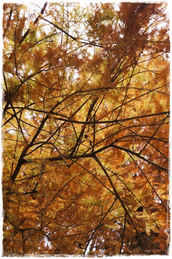 石碇落羽松:【新北◍•ᴗ•◍石碇】塗潭道路✯私房景點・石碇落羽松|坐落於秘境邊的落羽松大道 石碇落羽松:【新北◍•ᴗ•◍石碇】塗潭道路✯私房景點・石碇落羽松|坐落於秘境邊的落羽松大道