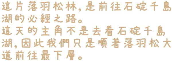 石碇落羽松:【新北◍•ᴗ•◍石碇】塗潭道路✯私房景點・石碇落羽松|坐落於秘境邊的落羽松大道 石碇落羽松:【新北◍•ᴗ•◍石碇】塗潭道路✯私房景點・石碇落羽松|坐落於秘境邊的落羽松大道