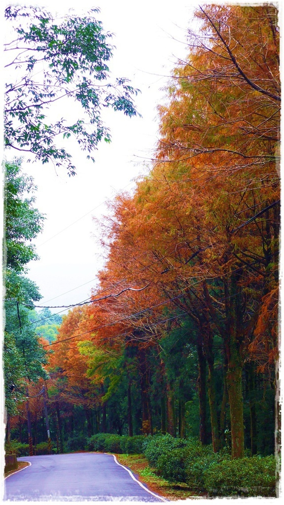 石碇落羽松:【新北◍•ᴗ•◍石碇】塗潭道路✯私房景點・石碇落羽松|坐落於秘境邊的落羽松大道 石碇落羽松:【新北◍•ᴗ•◍石碇】塗潭道路✯私房景點・石碇落羽松|坐落於秘境邊的落羽松大道