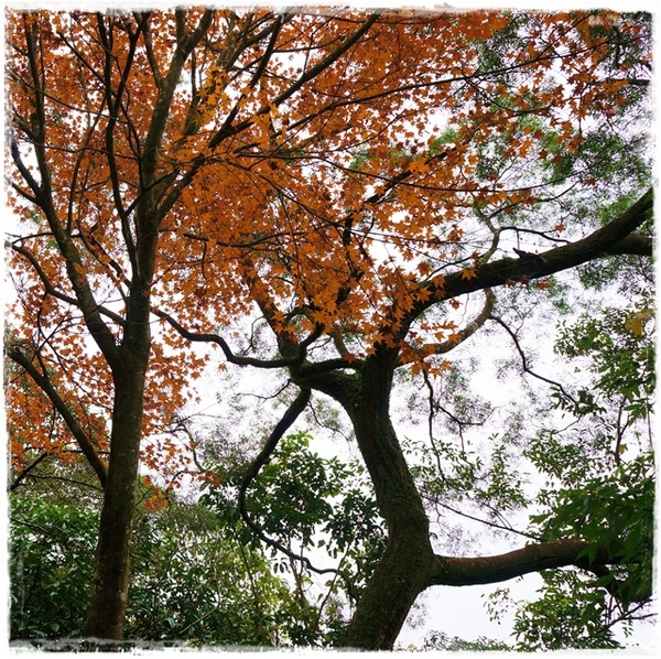 石碇落羽松:【新北◍•ᴗ•◍石碇】塗潭道路✯私房景點・石碇落羽松|坐落於秘境邊的落羽松大道 石碇落羽松:【新北◍•ᴗ•◍石碇】塗潭道路✯私房景點・石碇落羽松|坐落於秘境邊的落羽松大道