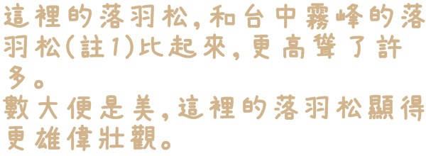 石碇落羽松:【新北◍•ᴗ•◍石碇】塗潭道路✯私房景點・石碇落羽松|坐落於秘境邊的落羽松大道 石碇落羽松:【新北◍•ᴗ•◍石碇】塗潭道路✯私房景點・石碇落羽松|坐落於秘境邊的落羽松大道