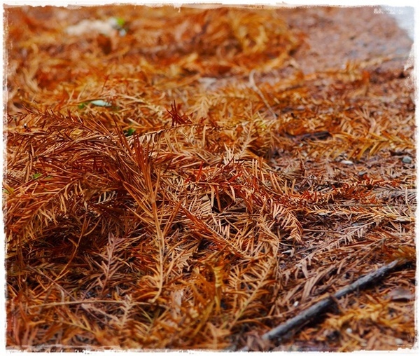 石碇落羽松:【新北◍•ᴗ•◍石碇】塗潭道路✯私房景點・石碇落羽松|坐落於秘境邊的落羽松大道 石碇落羽松:【新北◍•ᴗ•◍石碇】塗潭道路✯私房景點・石碇落羽松|坐落於秘境邊的落羽松大道