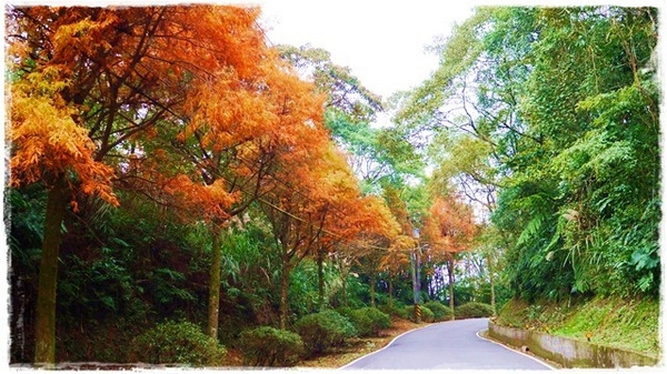 石碇落羽松:【新北◍•ᴗ•◍石碇】塗潭道路✯私房景點・石碇落羽松|坐落於秘境邊的落羽松大道 石碇落羽松:【新北◍•ᴗ•◍石碇】塗潭道路✯私房景點・石碇落羽松|坐落於秘境邊的落羽松大道