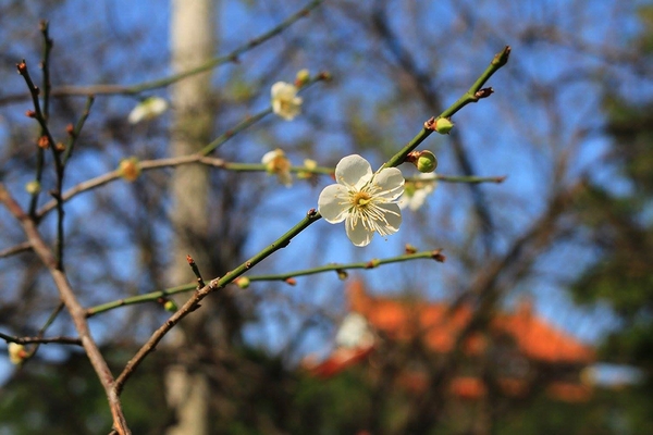 臺北孔廟：【台北景點】台北市孔廟~Q版造型的孔子爺爺公仔好可愛/沒想到孔廟也走這麼古錐的路線