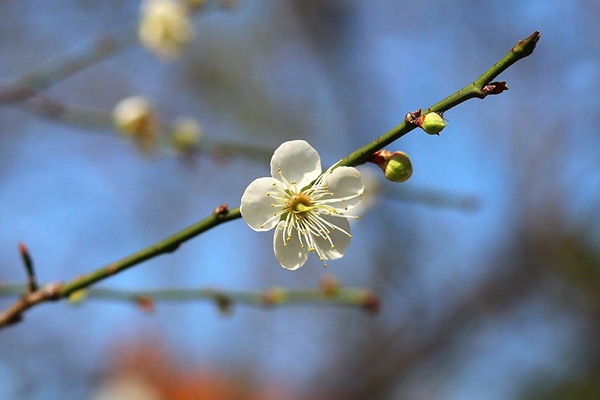 臺北孔廟：【台北景點】台北市孔廟~Q版造型的孔子爺爺公仔好可愛/沒想到孔廟也走這麼古錐的路線