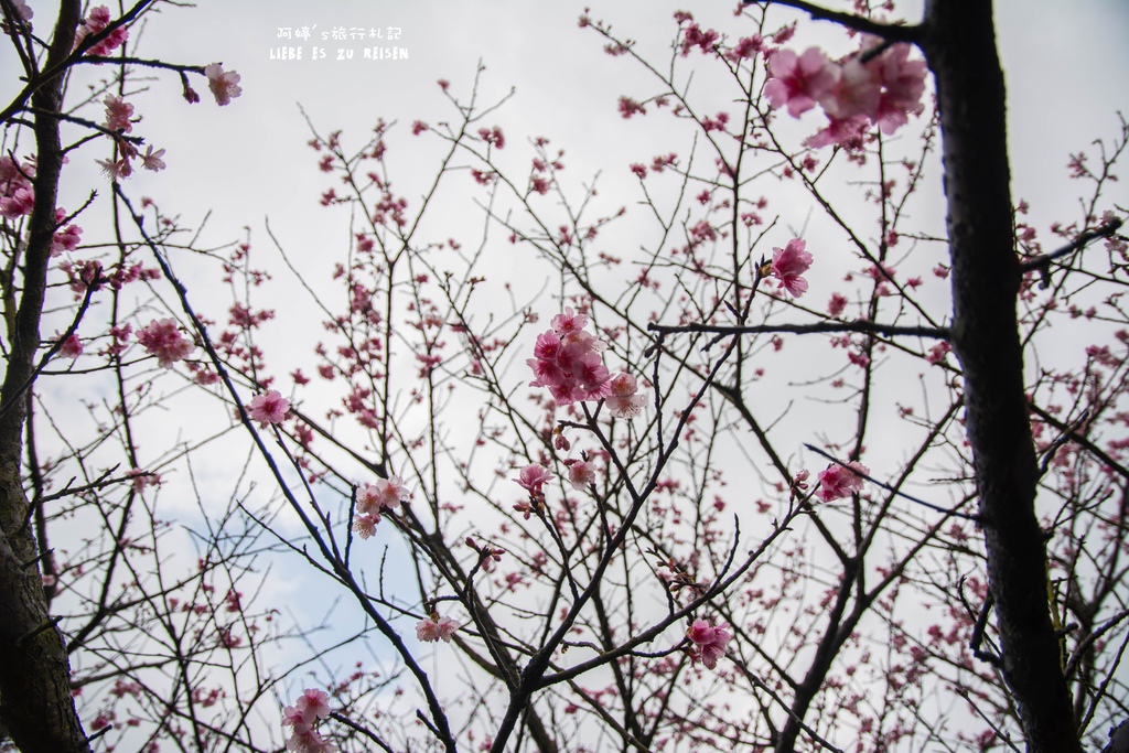 DSC_6918.jpg DSC_6918.jpg