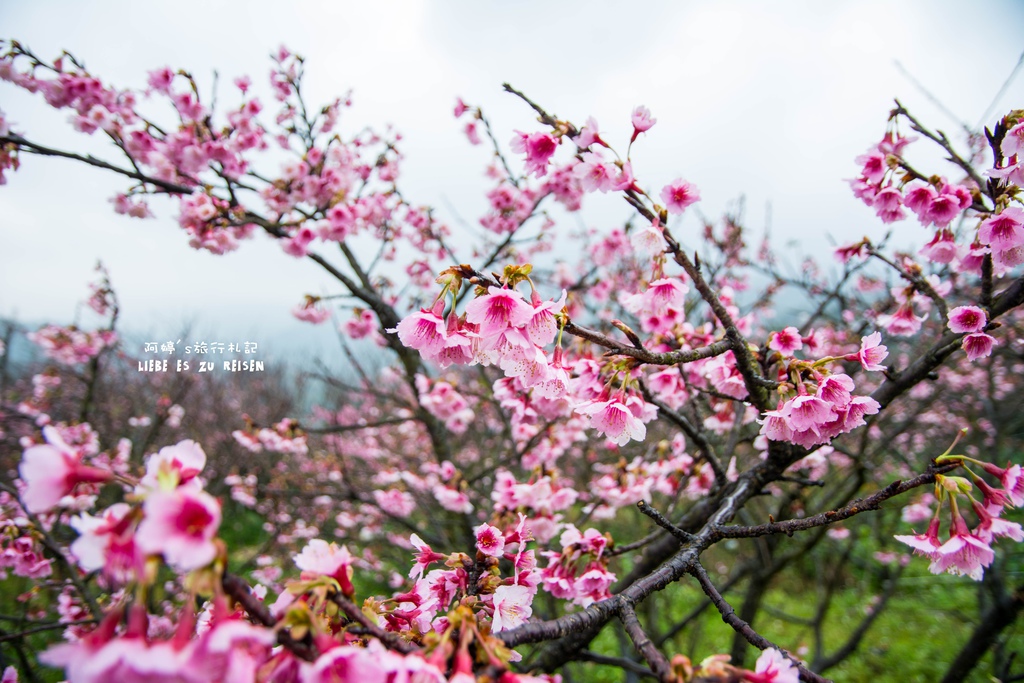 DSC_6924.jpg DSC_6924.jpg