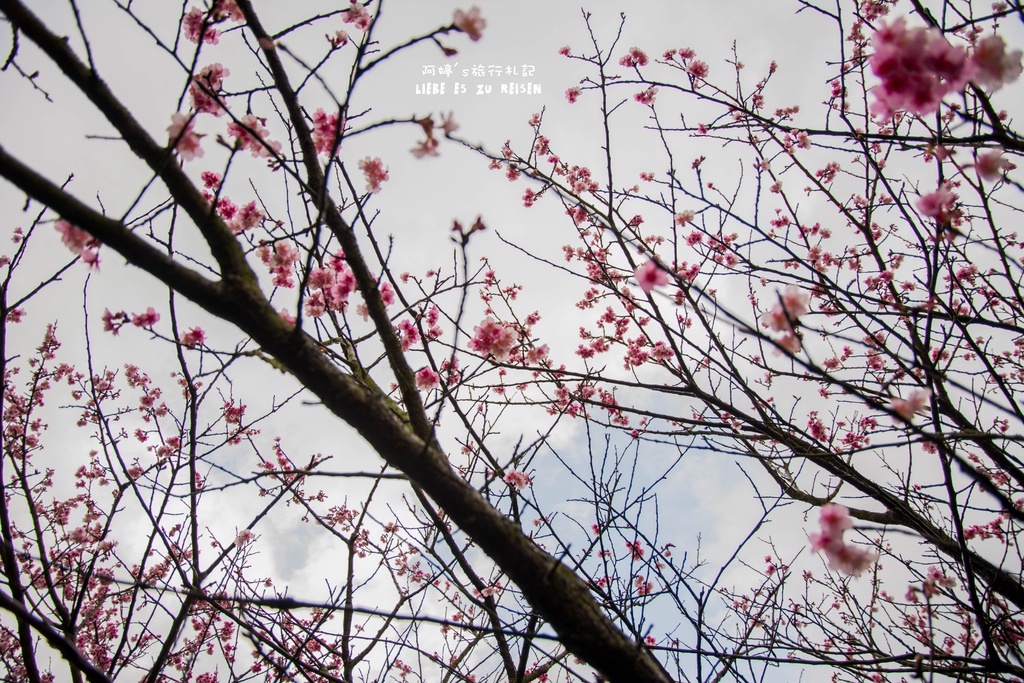 DSC_6917.jpg DSC_6917.jpg