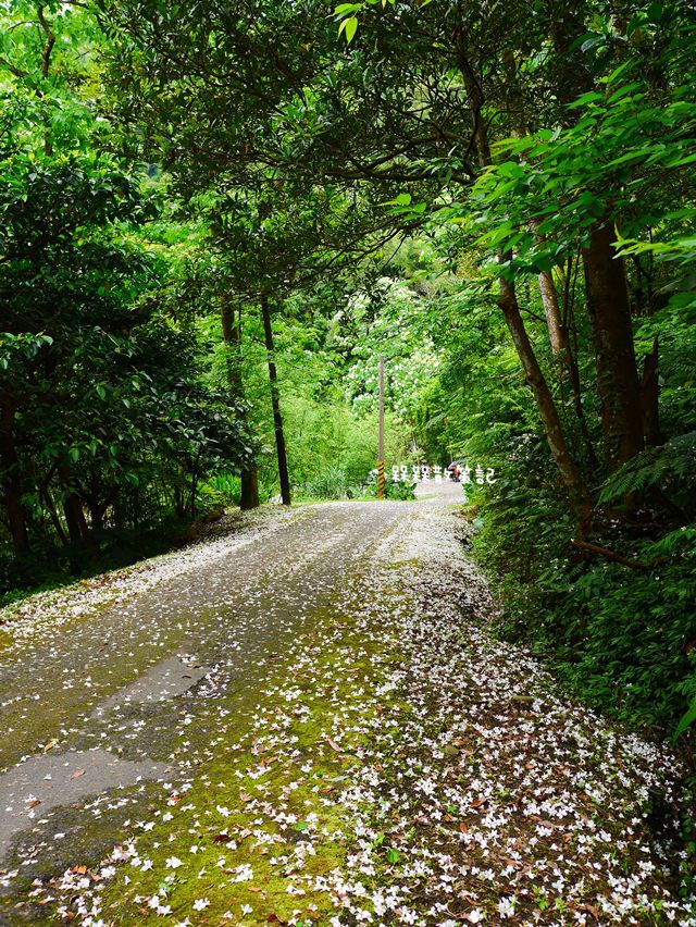 土城石門路桐花秘境