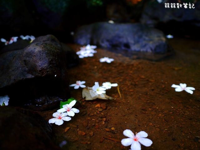 土城石門路桐花秘境