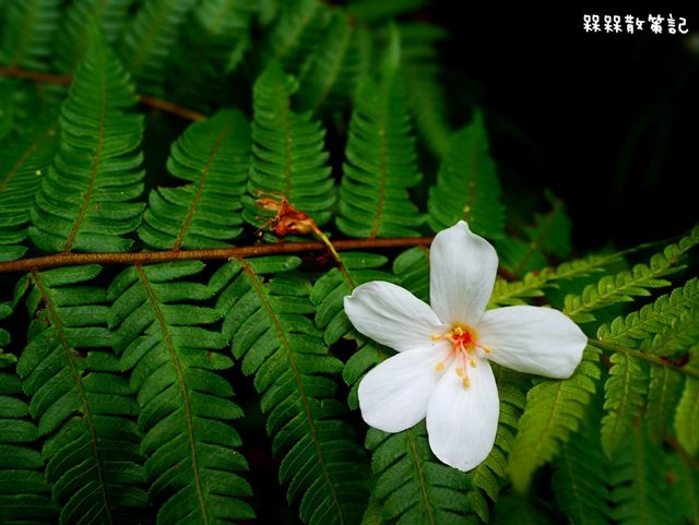 土城石門路桐花秘境