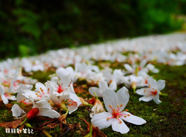 土城石門路桐花秘境