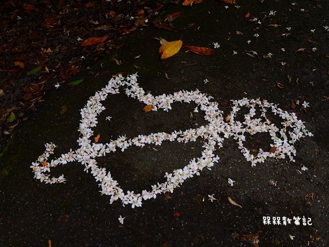 土城石門路桐花秘境