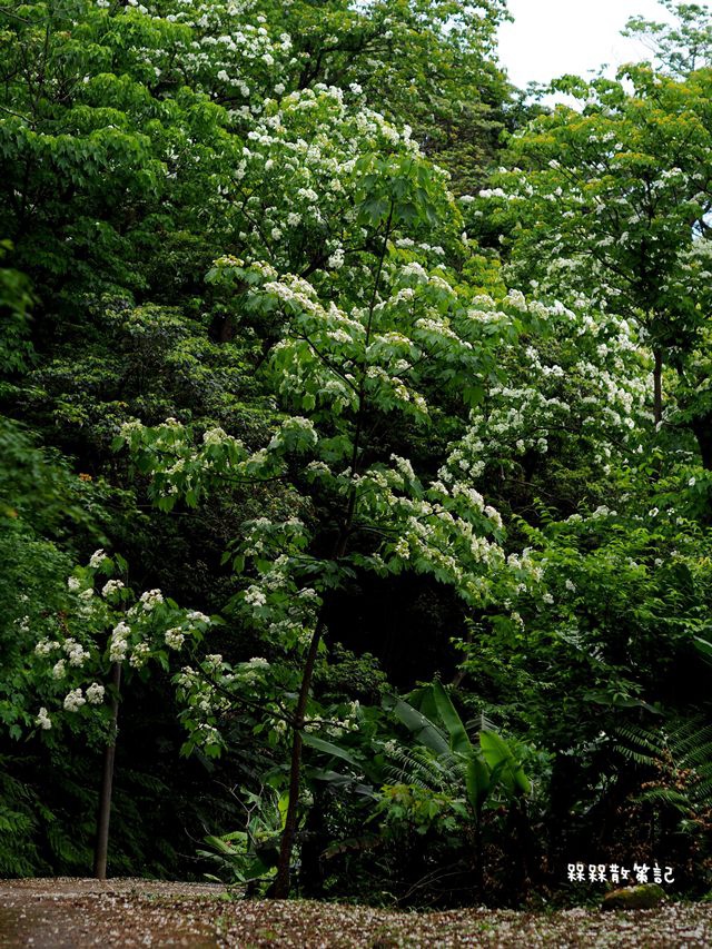 土城石門路桐花秘境