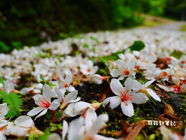 土城石門路桐花秘境
