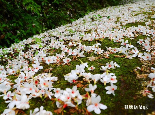 土城石門路桐花秘境