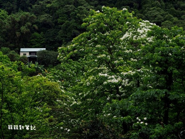 土城石門路桐花秘境