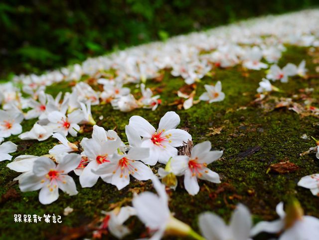 土城石門路桐花秘境
