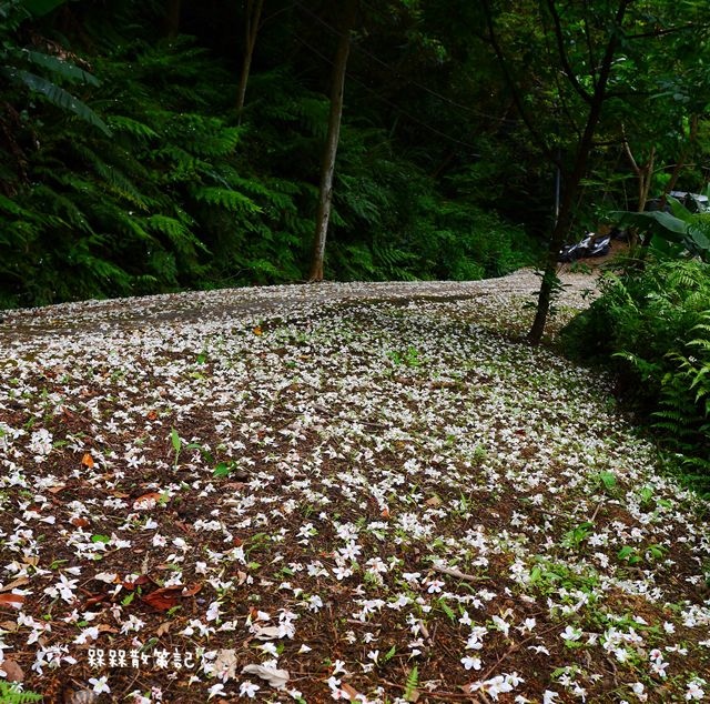 土城石門路桐花秘境