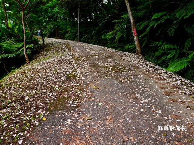 土城石門路桐花秘境