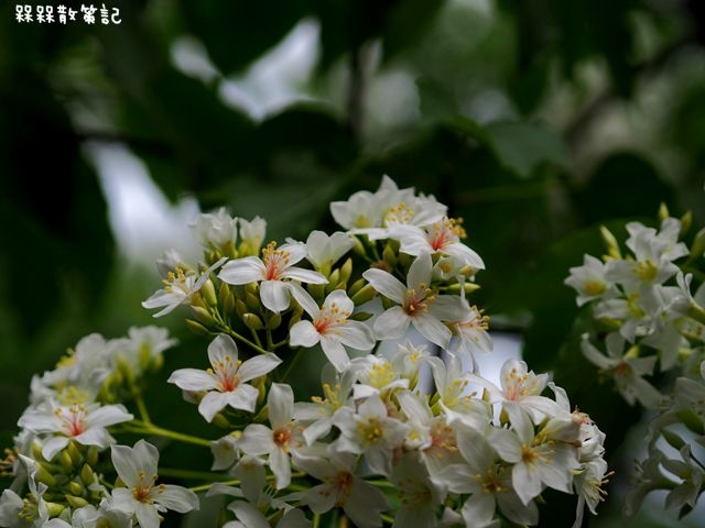 土城石門路桐花秘境