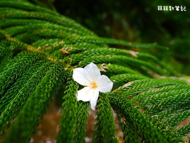 土城石門路桐花秘境