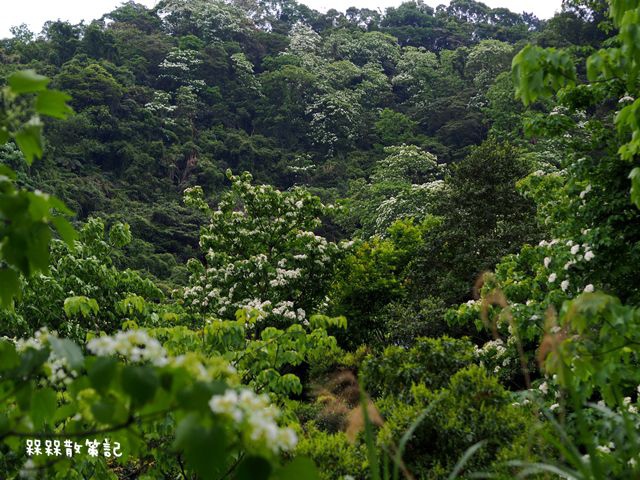 土城石門路桐花秘境