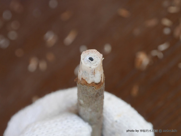 禪與松休閒養生會館:【景點】南投禪與松休閒養身會館@水里 : 最後的秘境?! 私人招待所變身檜木屋度假山莊 禪與松休閒養生會館:【景點】南投禪與松休閒養身會館@水里 : 最後的秘境?! 私人招待所變身檜木屋度假山莊