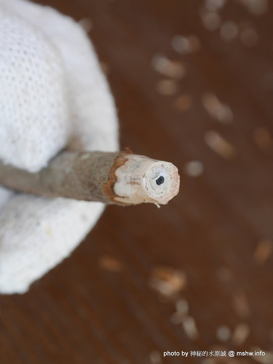 禪與松休閒養生會館:【景點】南投禪與松休閒養身會館@水里 : 最後的秘境?! 私人招待所變身檜木屋度假山莊 禪與松休閒養生會館:【景點】南投禪與松休閒養身會館@水里 : 最後的秘境?! 私人招待所變身檜木屋度假山莊