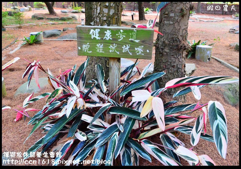 禪與松休閒養生會館DSC_1199 禪與松休閒養生會館DSC_1199