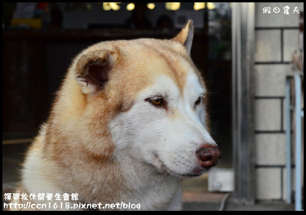 禪與松休閒養生會館DSC_1153 禪與松休閒養生會館DSC_1153