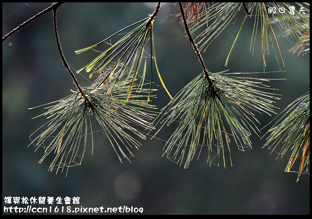 禪與松休閒養生會館DSC_1349 禪與松休閒養生會館DSC_1349