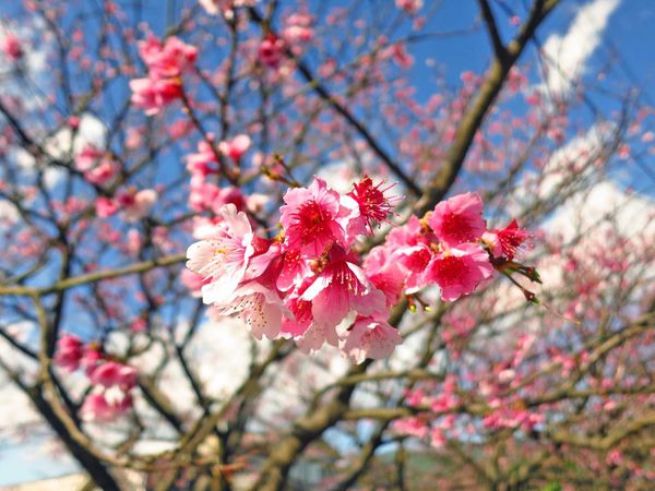 【台北旅遊】2017陽明山平菁街42巷櫻花盛開