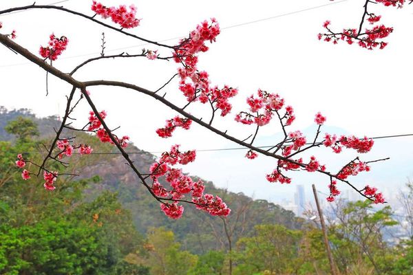 【台北櫻花】北投善光寺櫻花盛開-離市區不到五分鐘的路程就能賞櫻花